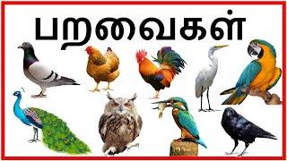 Birds Names and Sounds in Tamil for Kids  Names of birds