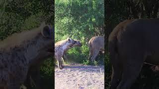 Hyenas try pull lion off buffalo by its tail 