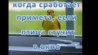 если птица стучит в окно  - какая примета и что делать воробей голубь и прочие птицы