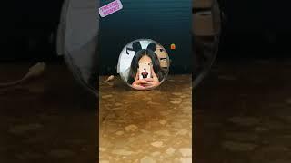 Bugs Bunny Challenge - TIKTOK COMPILATION 2022 - #bugsbunny 