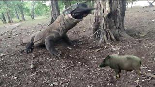 Brutal Hunt Komodo Dragon Swallow Wild Boar