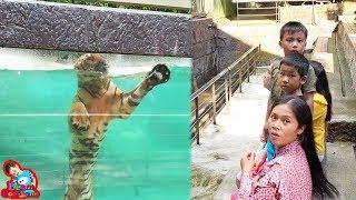 น้องบีม  ดูโชว์เสือตื่นเต้นสุดๆ เที่ยวชลบุรี สวนสัตว์เปิดเขาเขียว Zoo