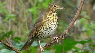Song Thrush Birds Singing - Beautiful Relaxing Bird Sounds and Video