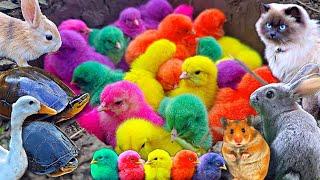 Tangkap ayam lucu ayam warna warni kelinci kucing lucu bebek kura-kura ikan lele besar.part676