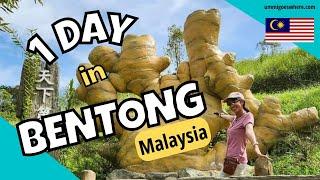 Things to Do & Eat in BENTONG Pahang - Bentong Farm Soy Sauce Factory Lemang ToKi Thong Kee Cafe