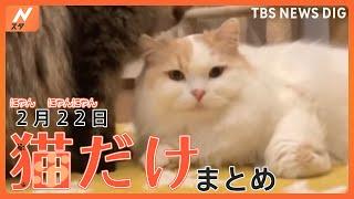 【猫の日】にゃあ！！ふわふわのネコ ／ 犬に猫パンチ ／ ねこvsセミ ／ ねこvs警備員…など猫まみれの動画まとめ（2月22日配信）  TBS NEWS DIG