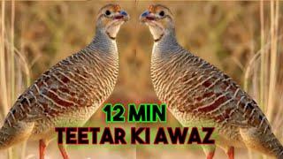 teetar ki Awaz Partridge sounds Francolin voice short video #teetar #birds #sounds #voice #hunting