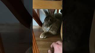 Flemish Giant Rabbits Deadly Defense Weapon #shorts #rabbit