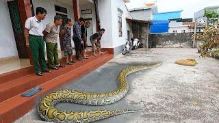 60-year-old man panicked when a giant 200 kg python crawled into his house