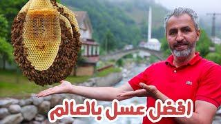 اغلى عسل في العالم تركيا  عسل انزر  عسل الشمال التركي