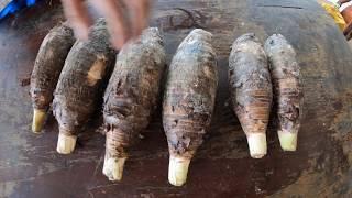 How to Germinate Taro Root Tip