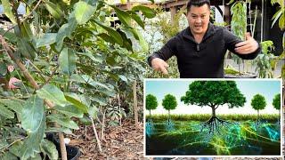 Growing Tropical Fruit Trees in the Ground