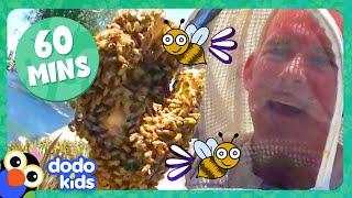 60 Minutes Of Honeybees And Other Buzzy Scaly Slithering Animals  Dodo Kids  Animal Videos