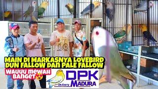 Lovebird Dun Fallow dan Pale Fallow di DPK AVIARY MADURA mewah_ SULTAN AKBAR