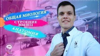 ОБЩАЯ МИОЛОГИЯ  СТРОЕНИЕ МЫШЦ  АНАТОМИЯ МЫШЕЧНОЙ СИСТЕМЫ