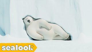 The Most Satisfying Video #080ㅣSEALOOKㅣEP.102