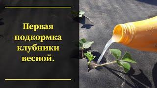 Клубника.Первое подкорневое удобрение весной.