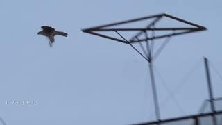 Hawk bird of prey rushes on the Nikolaev pigeons