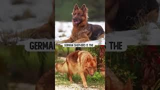 8 True German Shepherd Facts that few people know