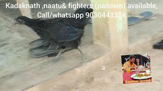 fighters 1 richuvatam punju                  10 kakidegaPinglaMyla petta lu ammakaniki unnay