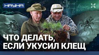 Что делать если укусил клещ. Есть ли паразиты страшнее? Чем питаются клещи  НАУКА