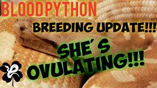 Blood Python breeding update Did my snake eat a watermelon? *BIG NEWS*