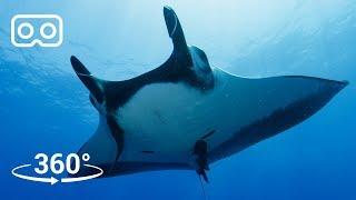 Dive with Giant Manta Rays in Mexico in 3D 360  Our Blue Planet VR  BBC Earth