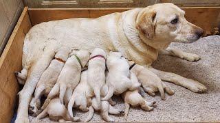 Two Week Old Lab Puppies Nursing And Mommy Dog Walks Away From Puppies  New Born Puppies Nursing