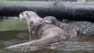 River otter Tucker learns how to swim