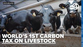 Denmark introduces fart tax on livestock to cut down on gassy emissions