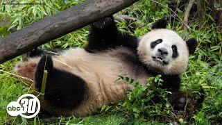 First look at new pandas at San Diego Zoo