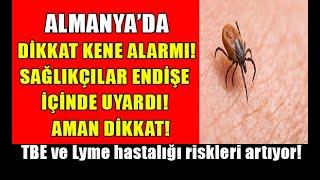 Almanya’da kene alarmı Sağlıkçılar endişe içinde uyardı #almanyahaberleri #almanyadayaşam