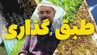 آموزش زنبورداری  طبق گذاری و افزایش فضای کندو