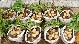 Tips for Growing Potatoes in Sacks for Large and Lots of Tubers