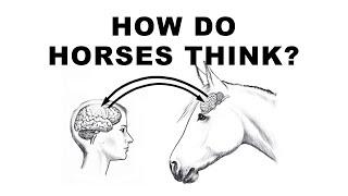 How Horses Think  Introduction to Horse Psychology