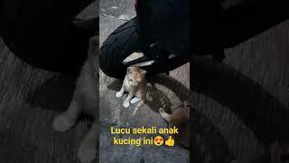 Lucu sekali anak kucing ini