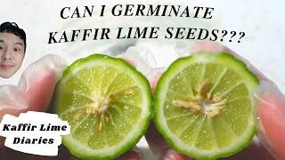 HOW TO GERMINATE KAFFIR LIME SEEDS SUCCESSFULLY