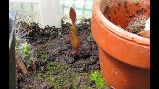 WOW My Opuntia Prickly Pear Cactus Seeds have germinated 14 months later