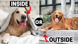 Are Golden Retrievers Inside or Outside Dogs?