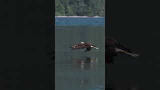 Eagle catches a fish