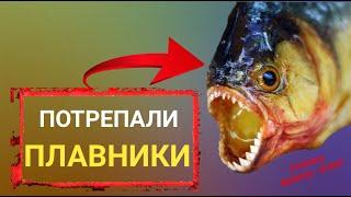 Отрастут ли плавники?