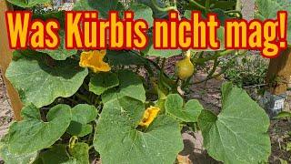 Was Kürbis Pflanzen nicht mögen - Diese FEHLER beim Anbauen von Kürbis unbedingt vermeiden