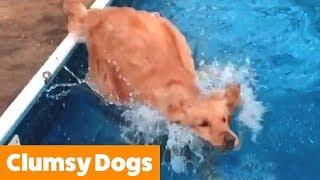 Funniest Clumsy Dogs  Funny Pet Videos