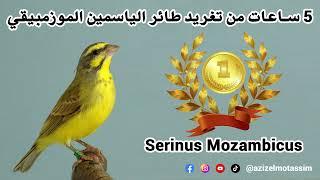 5 ساعات من تغريد طائر الياسمين الموزمبيقي  Serinus mozambicus