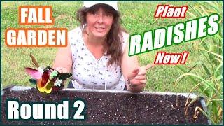 How To Plant Radishes For A Fall Raised Bed Gardening Harvest 