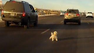 Watch As Dog Leaps From Moving Car And Narrowly Misses Getting Hit