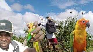 Best Parrots Catching Video How to Catch Parrots Easy Beze Hunting