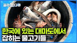 한국에 있는 대마도에서 잡혀 올라오는 물고기들｜조도군도 대마도｜한국기행｜#골라듄다큐