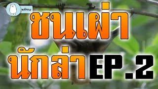 #สารคดี ชนเผ่านักล่า  เอาชีวิตรอดแบบคนป่า ล่าสัตว์ หากินแบบคนป่า EP.2