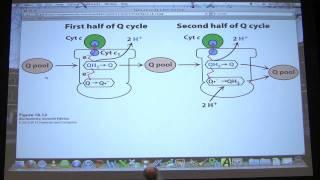 #33 Biochemistry Electron TransportOxidative Phosphorylation Lecture for Kevin Aherns BB 451551